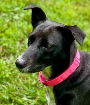 Pepper, Saluki, adult, available for adoption