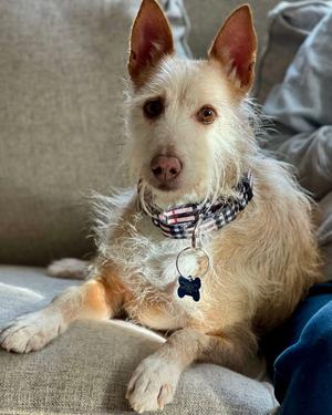 Chiva, Podenco, senior, available for adoption