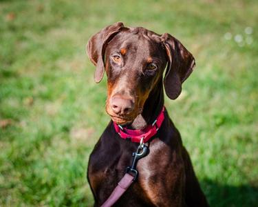 MARQUIS, Doberman Pinscher, adult, available for adoption