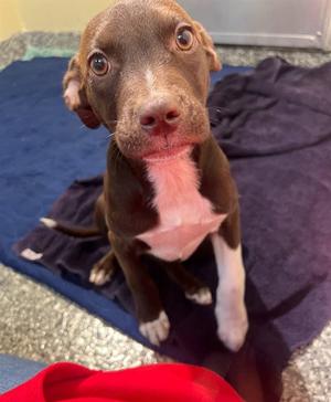 VELMA, Labrador Retriever, puppy, available for adoption