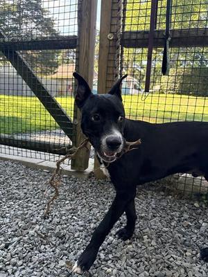 BULLWINKLE, American Pit Bull Terrier, young, available for adoption