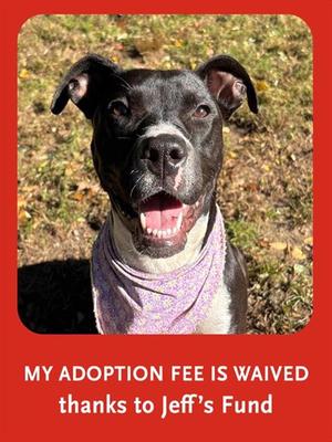 JILLIAN, Boxer, young, available for adoption