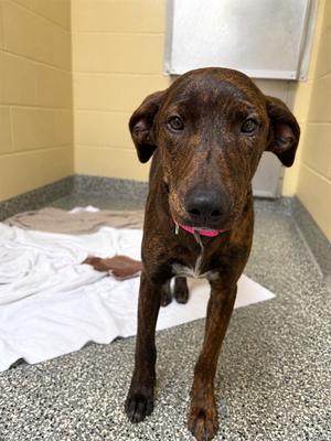 PLEAKLEY, Labrador Retriever, puppy, available for adoption