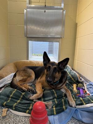 MAGGIE, German Shepherd Dog, adult, available for adoption