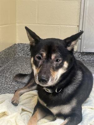 KUMA, Shiba Inu, young, available for adoption