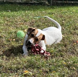 BRUCE, Beagle, young, available for adoption