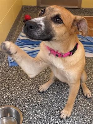 DOBBY, German Shepherd Dog, puppy, available for adoption