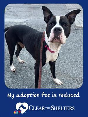 SCRAPPY, Pit Bull Terrier, adult, available for adoption