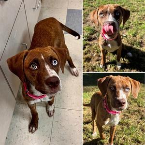 QUINN, Labrador Retriever, puppy, available for adoption