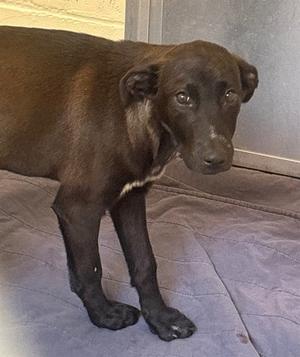 A brown dog standing on a gray blanket