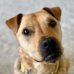 Lila, Mixed Breed, adult, available for adoption