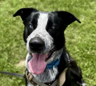 Tater, Mixed Breed, young, available for adoption