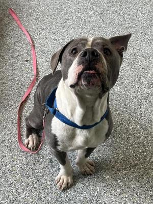 Braxton, American Bulldog, senior, available for adoption
