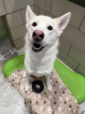 Rosco, Husky, adult, available for adoption
