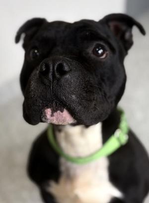 Jerry, Pit Bull Terrier, young, available for adoption