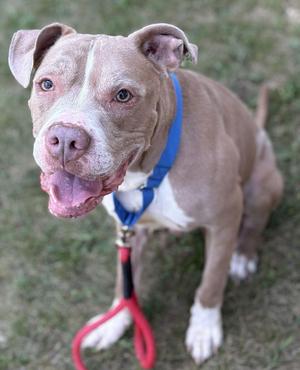 A brown and white dog with a blue collar and red leash, sitting on grass.