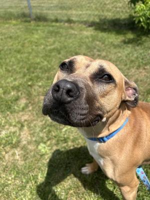 A brown dog with a blue collar looking up at the camera.