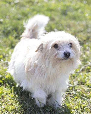 A small white dog with fluffy fur standing on grass.
