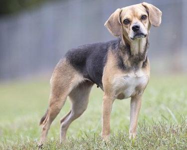 A beagle mix dog standing on grass