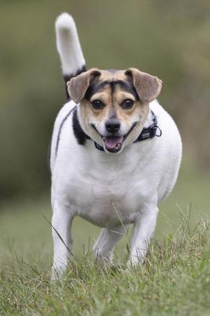 A happy Jack Russell Terrier running through a grassy field.