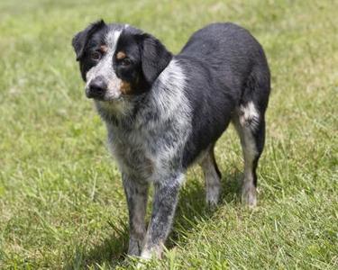 Honor, Australian Cattle Dog / Blue Heeler, adult, available for adoption