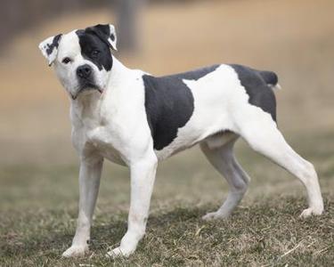 A black and white American Bulldog stands on grass.
