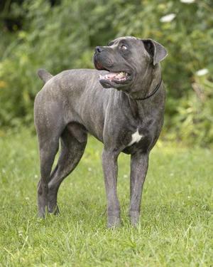 A gray dog standing on grass with its mouth open, looking to the side.