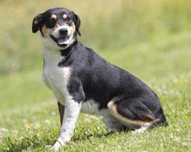Onyx, Mixed Breed, adult, available for adoption