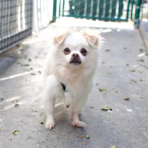 A small white dog with fluffy fur standing on a concrete path, looking directly at the camera.