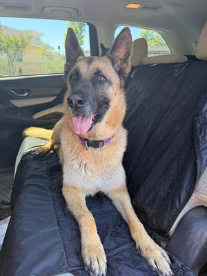 Hemmet, German Shepherd Dog, adult, available for adoption