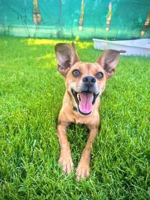 Carlo, Chihuahua, adult, available for adoption