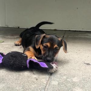 Boston Cream Pie, Dachshund / Terrier, puppy, available for adoption