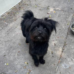 Mustard, Yorkshire Terrier / Shih Tzu, young, available for adoption