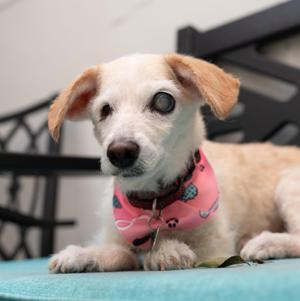 Lucy, Terrier / Chihuahua, senior, available for adoption