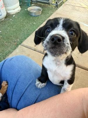 Oreo, Dachshund / Terrier, puppy, available for adoption