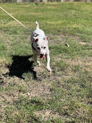 A white dog on a leash walking on a grassy field