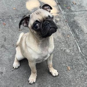 A pug dog sitting on a concrete surface, looking up with its head tilted to the side.