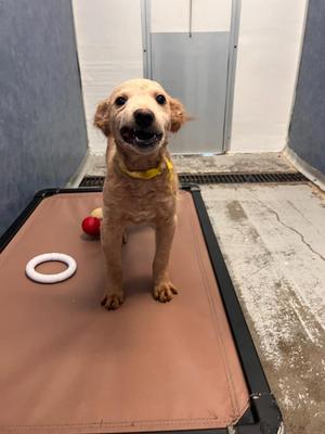 Silvio, Poodle, puppy, available for adoption