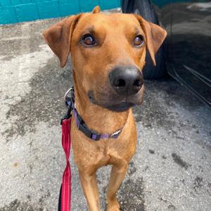 Astro, Labrador Retriever, young, available for adoption