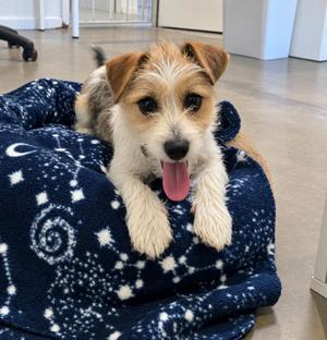 Rhysand, Jack Russell Terrier, puppy, available for adoption