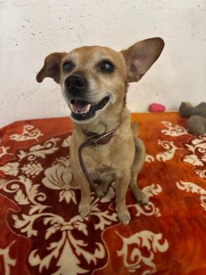 Cricket, Chihuahua, adult, available for adoption