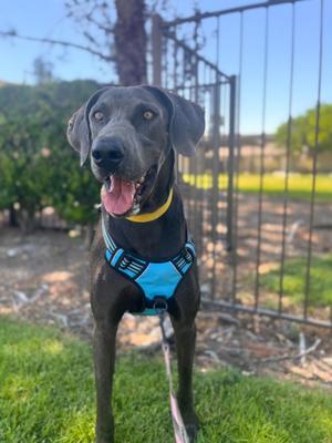 Hades, Weimaraner, adult, available for adoption