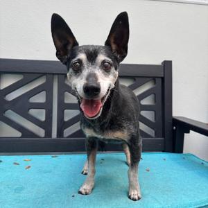 Dad, Chihuahua, senior, available for adoption