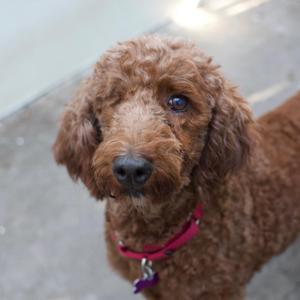Reba McEntire, Poodle, adult, available for adoption