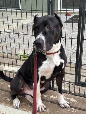 Halston, Staffordshire Bull Terrier, adult, available for adoption