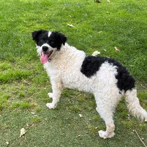 Carmela, Poodle / Border Collie, puppy, available for adoption