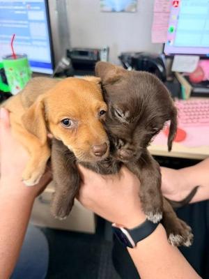 Chocolate Delight, Dachshund / Terrier, puppy, available for adoption