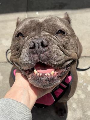 Punky, English Bulldog / Terrier, senior, available for adoption