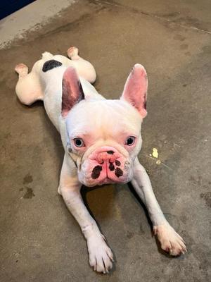 A white French Bulldog with pink ears and a black spot on its back lies on a concrete floor, looking up at the camera.