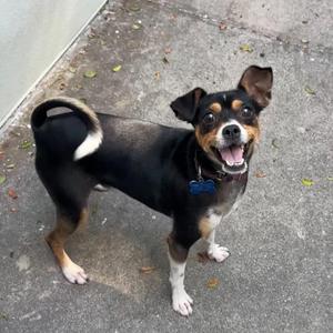 Dobby, Rat Terrier / Miniature Pinscher, young, available for adoption
